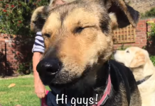 The Moment This Dog Is Pulled From A Life Of Neglect And Shown A Bed Is Too Special