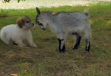The Pygmy Goat Approaches A Puppy. What Happens Next Is Amazing!