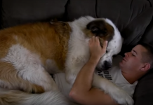 In Just Seconds, You’ll See The World’s Largest Lap Dog. Are You Ready For This?