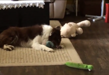 Dog Thinks No One Is Watching, Readies All Of His Toys — And The Games Begin