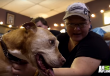 After 14 Years, This Sweet Pit Bull Has Finally Found A Forever Home