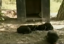 A Dog Had A Litter Of Puppies, But The Neighborhood Cat Stole Them All