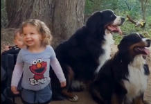 These Gentle Giants Have Been By Their Human Sister’s Side Since She Was Born
