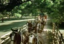 Little Donkey Stands Before The Clydesdales, And What Follows Will Have You In Stitches