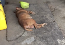 This Dog’s Been Chained To This Wall For 8 Years. Now Watch As Rescuers Approach