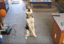 Dog Deserves A Treat After The Most Dramatic Version Of Playing Dead