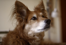 She Thinks Her Dog Is Sick, But She Couldn’t Be Further From The Truth