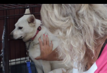 Dog Rescued From Horrific Hoarding Case Has Never Been Touched By A Human