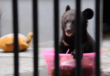 If You Think This Bear Cub Getting A Bath Is Adorable, Wait Until She Grabs The Apple