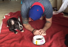 French Bulldog Pup Squats Down As Dad Sets Out His Food. What Follows Will Melt Your Heart