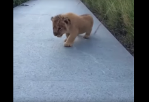 Tiny Cub Emerges From The Grass And Tries To Roar, But What Comes Out Instead Is Too Precious
