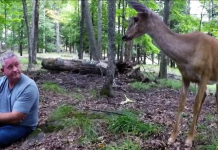 Man’s Eating An Apple In The Woods When A Deer Shows Up With Her Fawns