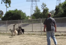Dogs Are Chasing A Squirrel On The Other Side Of The Fence — But Watch When It Jumps Over