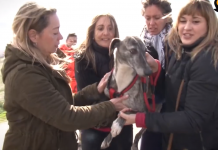 Dog Found With Broken Noose Around Her Neck Feels Love For The First Time