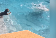 When He Walks His Dog Into The Empty Swimming Pool… Too Funny!
