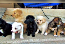 Dog Dresses Up And Takes To Facebook In Search For Adopted Siblings