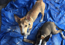 Two Strays Show Up To Woman’s House And Refuse To Leave