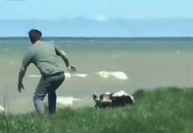 Man’s Walking His Dog Near The Water, But The Dog Doesn’t Notice The Cliff