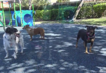 Three Dogs Left On The Streets With Nowhere To Go After Owner Passes Away