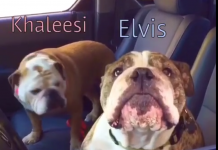 They Approach Some Bulldogs In A Car, Then The Two Really Let Their Personalities Shine
