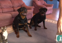 Dad’s Teaching The Dogs A New Trick, But The Cat Isn’t To Be Outdone