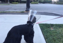 Their Blind Dog Just Got Surgery To Fix Her Eyes, Now Watch As She Walks Around The Corner