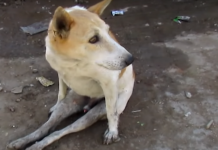 They Find A Dog Sitting In A Peculiar Way. And Then They Discover Something Heartbreaking