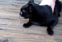 Man Notices Something Dangling From His Cat’s Nose — Wait Until You See What He Pulls Out