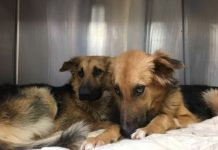 Dog Best Friends Were Dumped At A Shelter, And They Can’t Stop Hugging Each Other