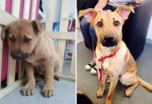 15 Shelter Animals Who Were Just Adopted Show Their Wonderful ‘After’ Faces