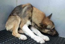 Shelter Dog Wouldn’t Look Anyone In The Eye As If He Deserved To Die