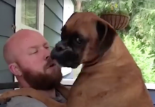 Dad Asks His Boxer, ‘Are You A Dog, Or Are You A Baby?’
