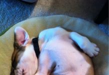 23 Perfectly Plump Puppy Bellies You Simply Cannot Resist