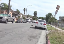 Homeless Dog Runs To Friends For Protection, But They Know Rescuers Are There To Help