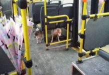 Driver Pulls Over And Allows Two Stray Dogs On His Bus During Heavy Downpour