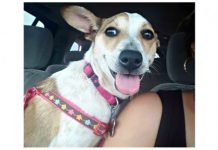 Abandoned Dog Crying On The Side Of The Road Just Wants To Kiss Her Rescuer