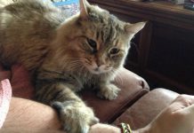 14 Times Pets Knew That Their Owners Needed Comfort