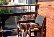 16 Dogs Who Cannot Possibly Be Comfortable