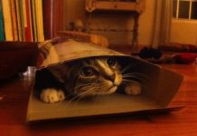 These 22 Goofballs Don’t Fit, But They’re Gonna Find A Way To Sit