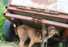 Someone Chained Their Dog Up For 10 Days Because They Said He’s ‘Diseased’