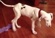 A Little Girl And Her Disabled Dog Share A Bond That’s Being Recognized Worldwide