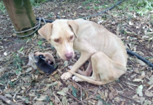 Neglected Dog Gives Birth While Tied Up In The Middle Of Nowhere