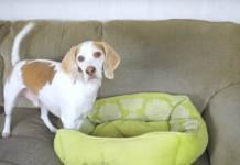 Dog Receives 100 Of His Favorite Toy, But They Don’t Compare To The Big Version That Shows Up