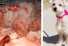 Dog Was Found After Being Stabbed 19 Times, But Her Life Was About To Take A Drastic Turn