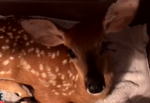 Man Wonders Why His Dog Jumped Into The Water, Then He Sees A Fawn In The Dog’s Mouth