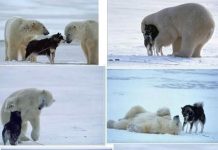 12 Dogs With Their New Non-Dog Friends