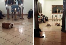 The Reason These Stray Dogs Showed Up To A Funeral Is Beyond Words