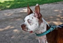 Here Are The Strangest (And Cutest) Fur Markings You’ve Ever Seen