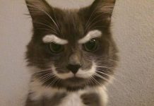 12 Unique Fur Patterns That Look Like Something Else Completely