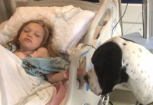 Dog Gives His All For Little Girl, So Family Decides To Return The Favor
